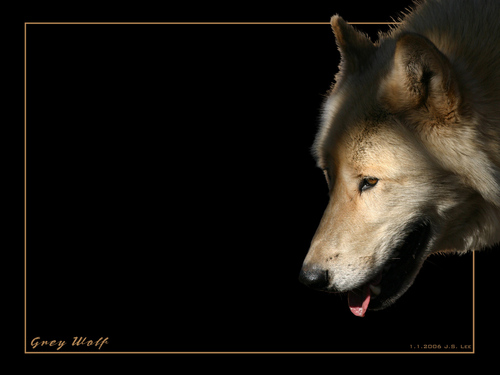 ~♥ Wolves ♥ ~