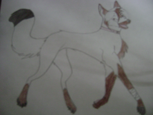  My drawn wolves