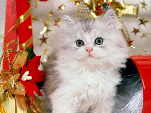  Рождество kitties