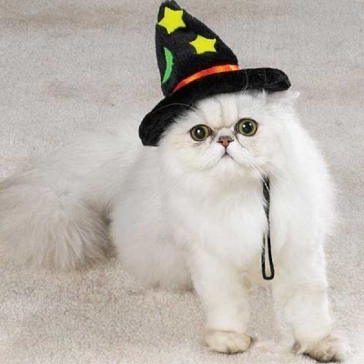  cute cat witch