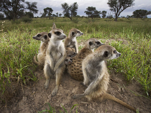  cute meerkats