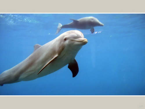 ~♥ Dolphins ♥ ~