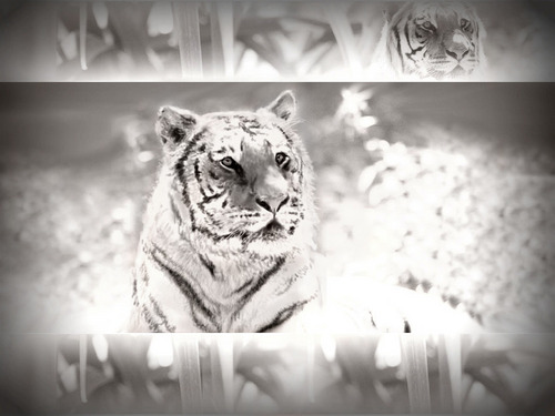 ~♥ Tiger ♥ ~