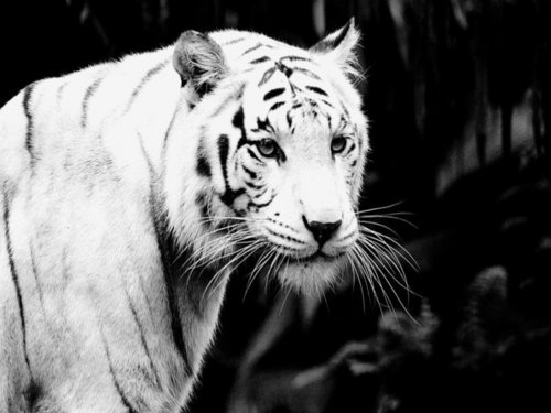 ~♥ Tiger ♥ ~