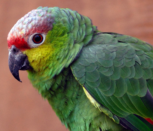 amazon Red-Lored parrot, kasuku