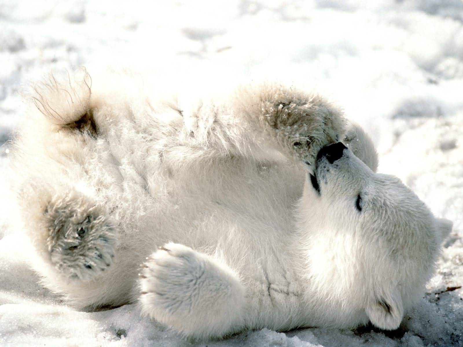 Aww baby polar 
