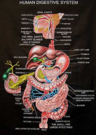 anatomi manusia