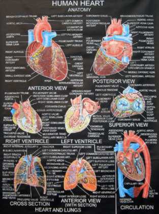 anatomie humaine