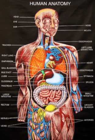 Anatomie des Menschen