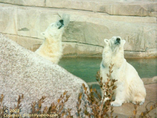  Polar Bears (2)