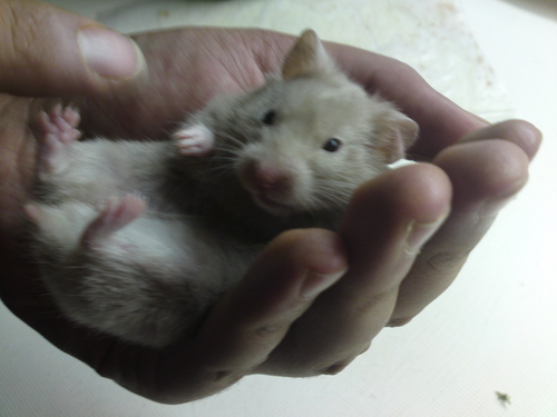  my hamster