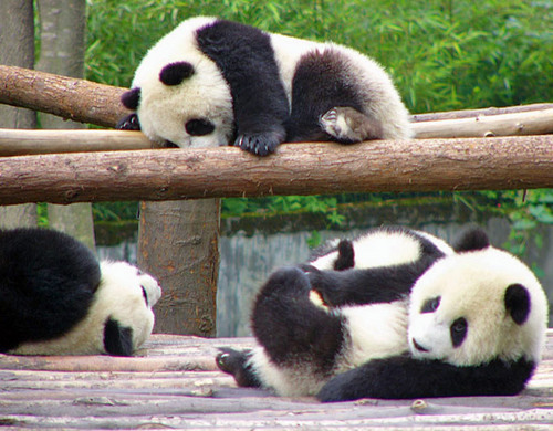  Cute panda