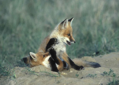  fox, mbweha kits