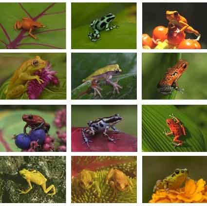  collection of colourful frogs