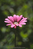  A roze madeliefje, daisy