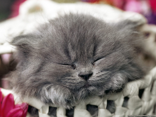  Cute Kitty वॉलपेपर