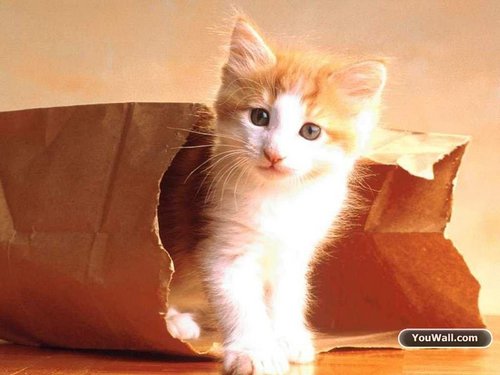  Cute Kitty 壁紙