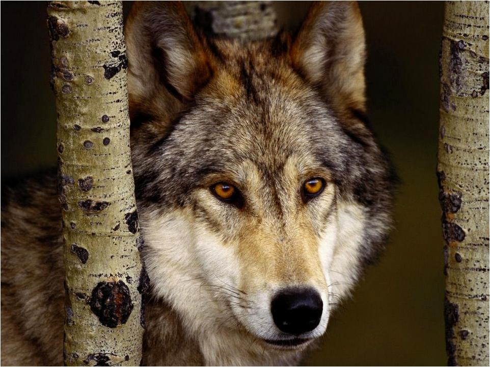 Cute wolf - Wolves Photo (10546365) - Fanpop