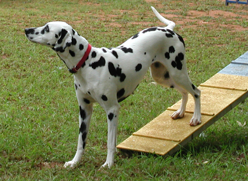  Dalmation Dog Agility