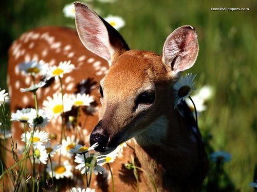  Deer in flowers
