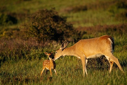 Mother and reekalf, fawn