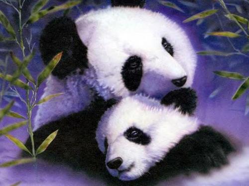  Panda and cub