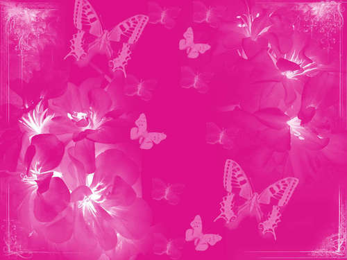  rosa, -de-rosa wallpaper