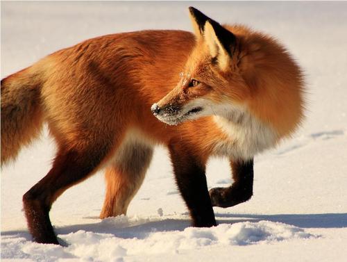  Winter fox, mbweha