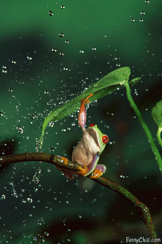  cute frogs :)
