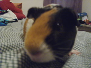  my guinea pig!