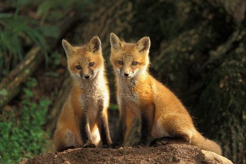  zorro, fox lov
