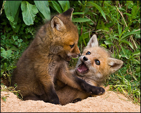  狐狸 lov