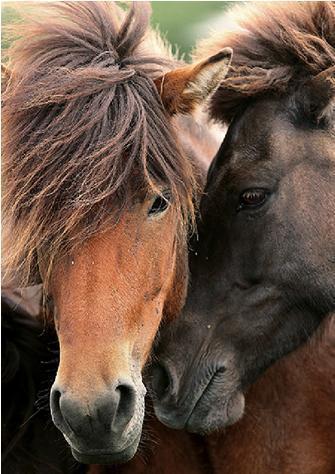  馬 whispering