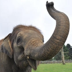 my elephant karishma!!!!!!!