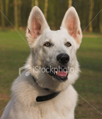 Americanwhite shepherd - American White Shepherds Photo (33502505) - Fanpop