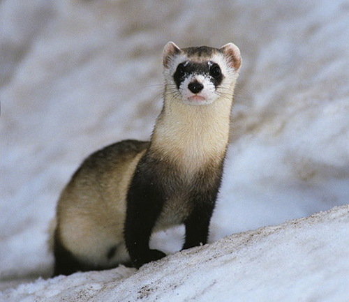  Black footed penyelidik, ferret in the snow