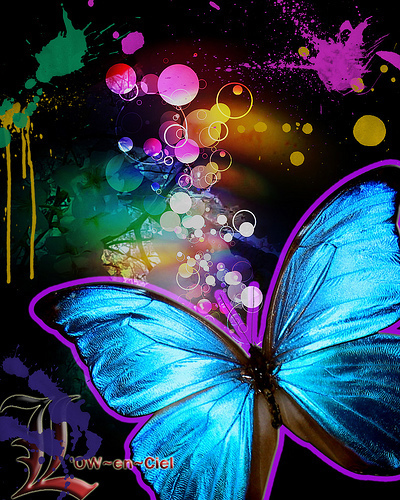  papillon design