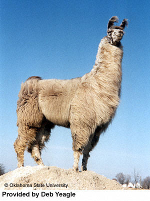loài đà mã ở nam mỹ, llama