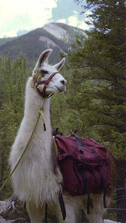 loài đà mã ở nam mỹ, llama