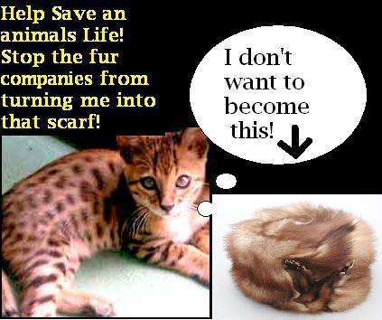  Stop animal abuse!!!