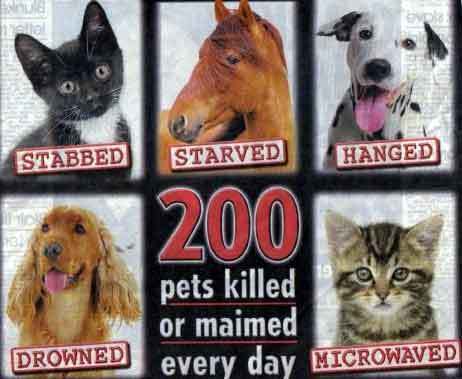  Stop animal abuse!!!