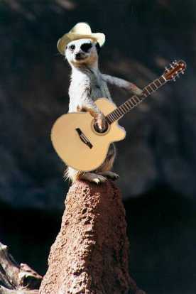  This is a meerkat.