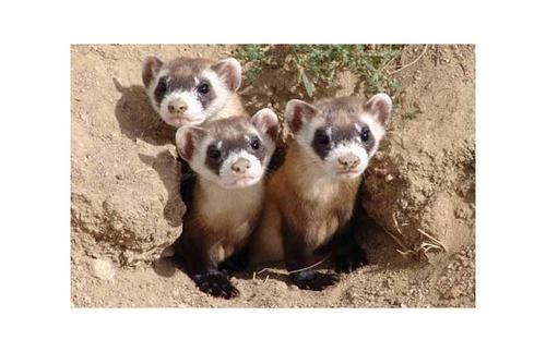  Three blackfooted penyelidik, ferret kits