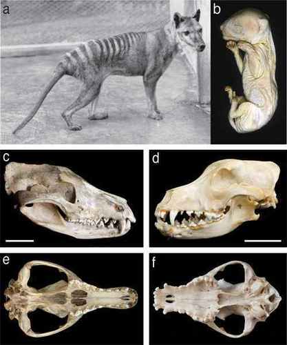  Thylacine skull and skeleton