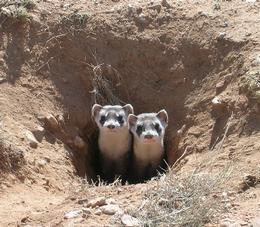  Two black footed ferrets exploring outside their burrow
