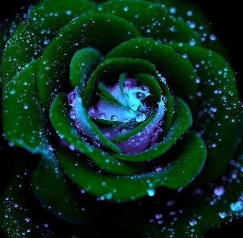 a GREEN rose for Du :)