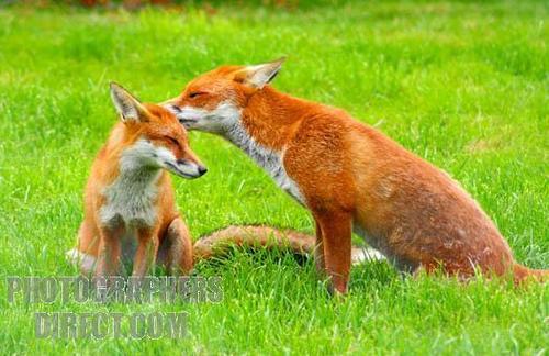 baby and mother fox