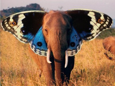  this is elfly. (elephant butterfly) haha