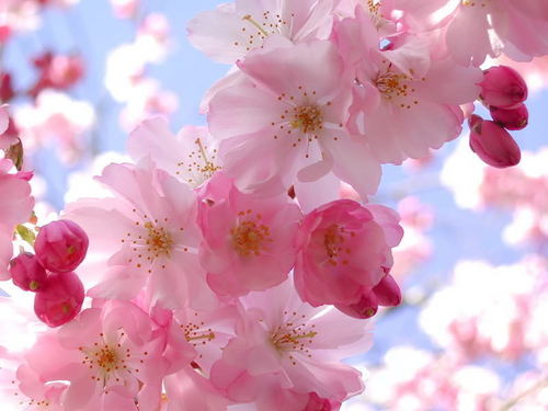  樱桃 Blossom