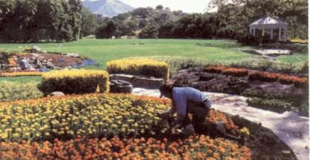  Michael Gardening at Neverland